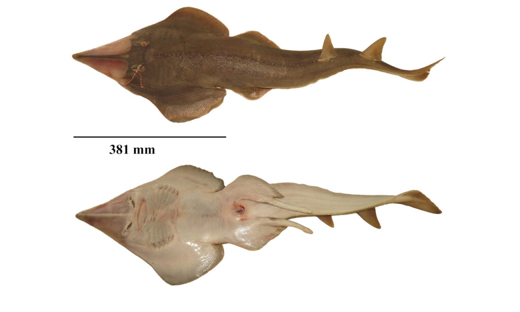 Giant guitarfish - Bangladeshi Guitarfish (বাংলাদেশী গিটারফিশ) - Glaucostegus younholeei - Type: Ray