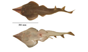 Giant guitarfish - Bangladeshi Guitarfish (বাংলাদেশী গিটারফিশ) - Glaucostegus younholeei - Type: Ray