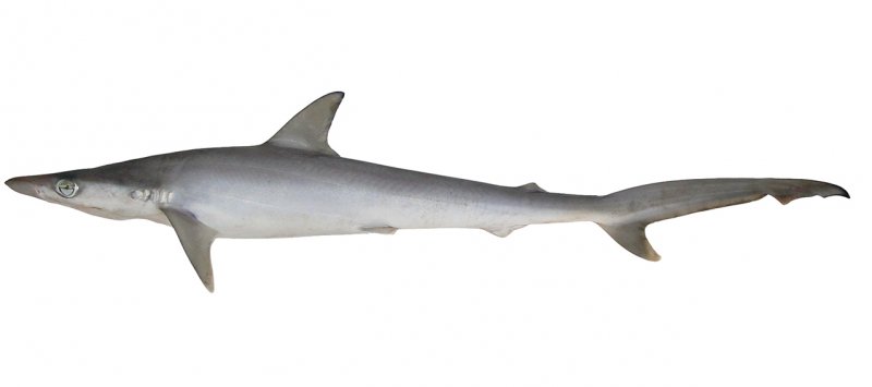 Sliteye shark - Nayon hangor (নয়ন হাঙ্গর) - Loxodon macrorhinus - Type: Shark