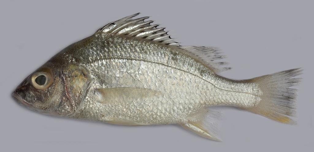 Silver Grunt - Rupali datina (রুপালী দাতিনা), Tila datina (তিলা দাতিনা), Datina (দাতিনা) - Pomadasys argenteus - Type: Bonyfish