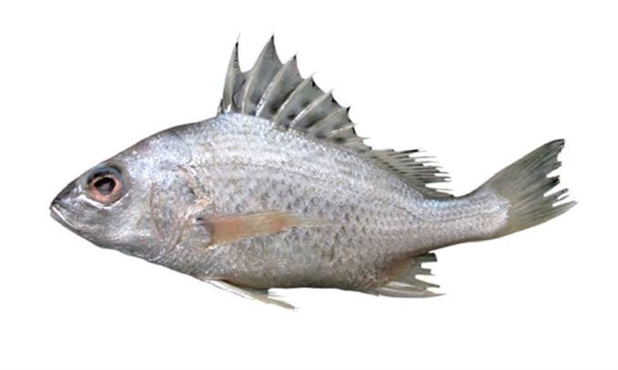Javelin grunter - Nak coral (নাক কোরাল), Sada datina (সাদা দাতিনা) - Pomadasys kaakan - Type: Bonyfish
