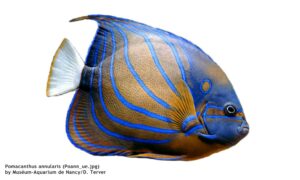 Blue ringed angelfish - Dudhkomol (দুধকমল), Neel dora pori (নীল ডোরা পরী) - Pomacanthus annularis - Type: Bonyfish