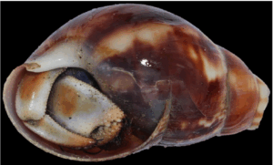Hermit crabs - Not Known - Coenobita violascens - Type: Crab