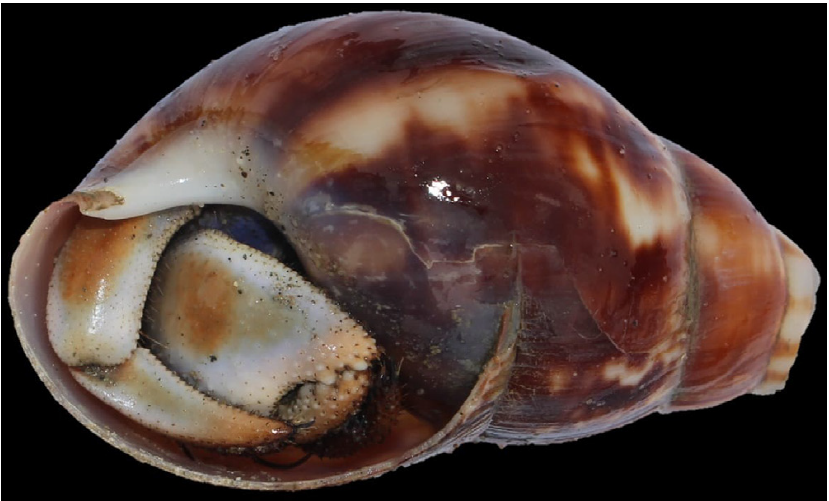 Hermit crabs - Not Known - Coenobita violascens - Type: Crab