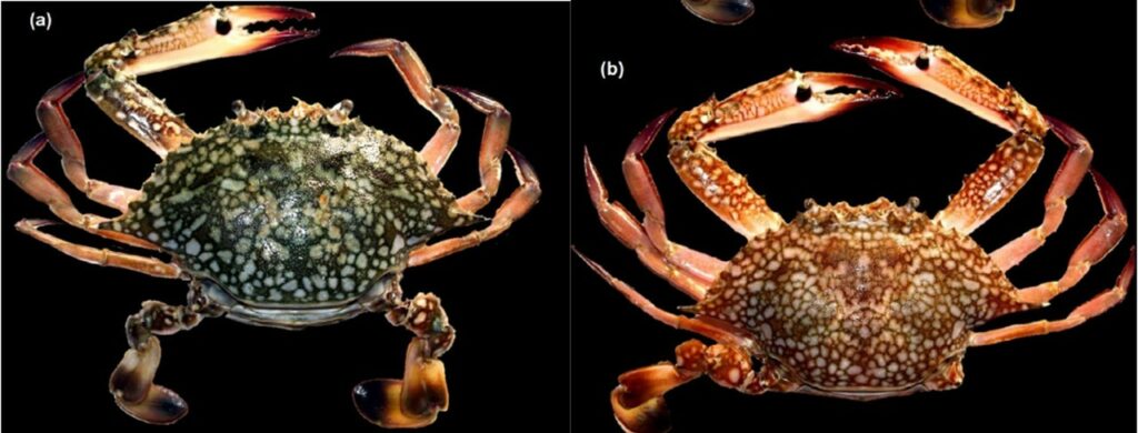 Not known. - Not Known - Portunus reticulatus - Type: Crab