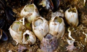 Striped Barnacle, Purple Acorn Barnacle - Not Known - Amphibalanus amphitrite - Type: Barnacles