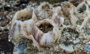 Reticulated barnacle - Not Known - Amphibalanus reticulatus - Type: Barnacles