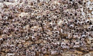 Not Known - Not Known - Amphibalanus variegatus - Type: Barnacles