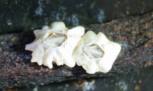 New-Zealand barnacle, Australasian barnacle - Not Known - Austrominius modestus - Type: Barnacles