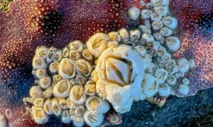 Acorn barnacle, Wrinkled Barnacle - Not Known - Balanus crenatus - Type: Barnacles