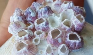 Triangle barnacle - Not Known - Balanus trigonus - Type: Barnacles