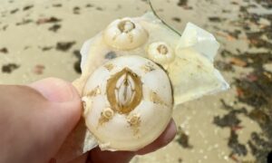 Turtle barnacle - Not Known - Chelonibia testudinaria - Type: Barnacles