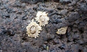 Poli's Stellate Barnacle - Not Known - Chthamalus stellatus - Type: Barnacles