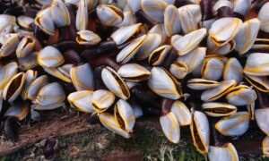 Common Goose Barnacle, Pelagic Gooseneck Barnacle - Not Known - Lepas anatifera - Type: Barnacles