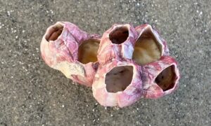 Titan Acorn Barnacle - Not Known - Megabalanus tintinnabulum
