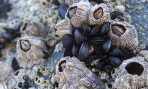 Volcano Barnacle - Not Known - Perforatus perforatus - Type: Barnacles