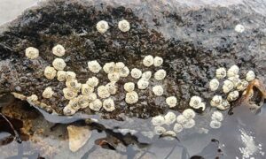 Acorn Barnacle - Not Known - Semibalanus balanoides - Type: Barnacles
