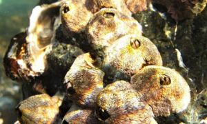 Not Known - Not Known - Tetraclita ehsani - Type: Barnacles