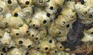 Thatched Barnacle, Green Volcano Barnacle - Not Known - Tetraclita squamosa - Type: Zooplankton