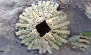 Not Known - Not Known - Tetraclitella karandei