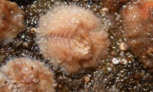 Wart Barnacle - Not Known - Verruca stroemia - Type: Barnacles
