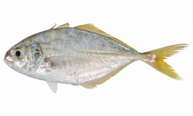 Smallmouth scad - Dora mouri (ডোরা মৌরি) - Alepes apercna - Type: Bonyfish