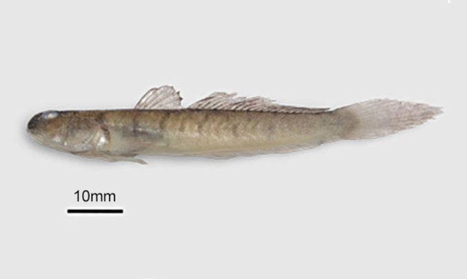 Mudskipper, Goby - Ful ciring (ফুল চিরিং), Chiring (চিড়িং), Cheowa bele (চেউয়া বেলে), Dali cheowa (ডালি চেউয়া) - Apocryptes bato - Type: Bonyfish