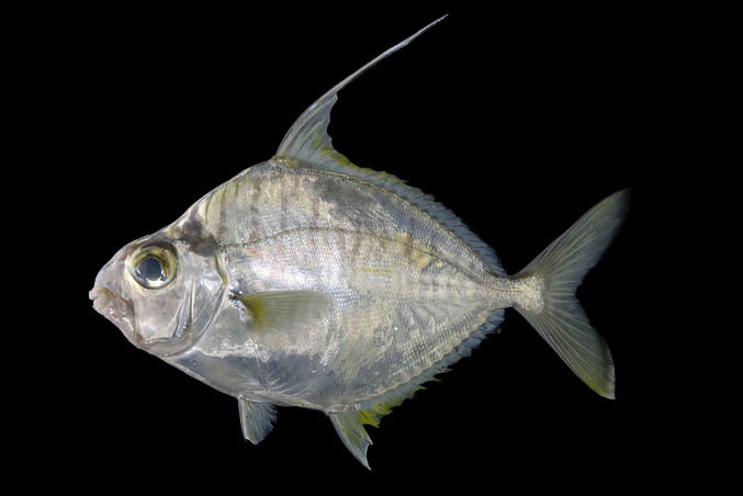 Striped ponyfish - Dagi chanda (দাগী চান্দা) - Aurigequula fasciata - Type: Bonyfish