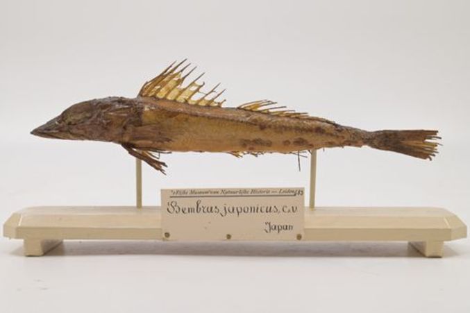 Deepwater flathead, Red Flathead - Baila (বাইলা) - Bembras japonica - Type: Bonyfish