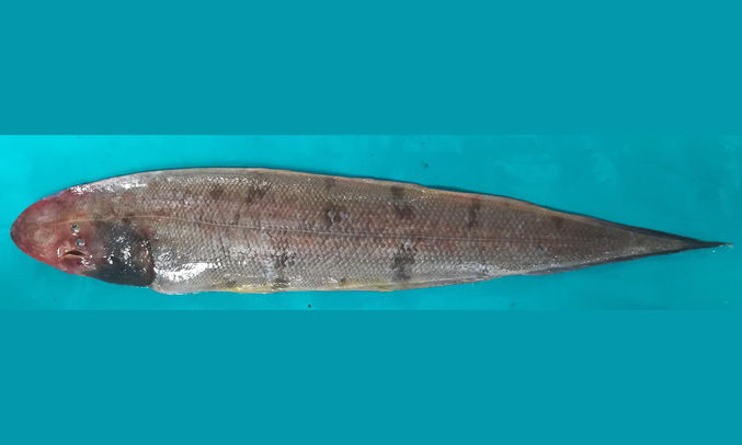 Long tongue sole - Lomba Pata Mach (লম্বা পাতা মাছ), Lomba kukur jib (লম্বা কুকুর জিব) - Cynoglossus lingua - Type: Bonyfish