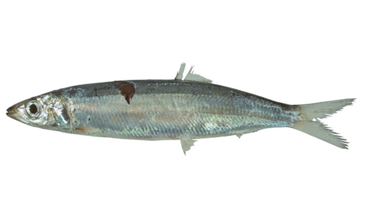 Slender rainbow sardine - সুন্দরী নাইল্যা ( Shundori nailya), মরিচা (Moricha), Kolombu (কলম্বু) - Dussumieria elopsoides - Type: Bonyfish