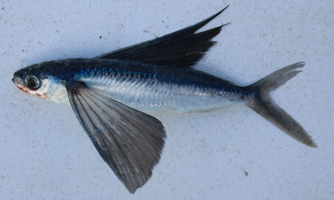 Tropical two-winged flyingfish - Thuris (থুরিস), Uromach (উড়োমাছ), Urailla (উড়াইল্লা), Bocha Ural Mach (বোচা উড়াল মাছ) - Exocoetus volitans - Type: Bonyfish