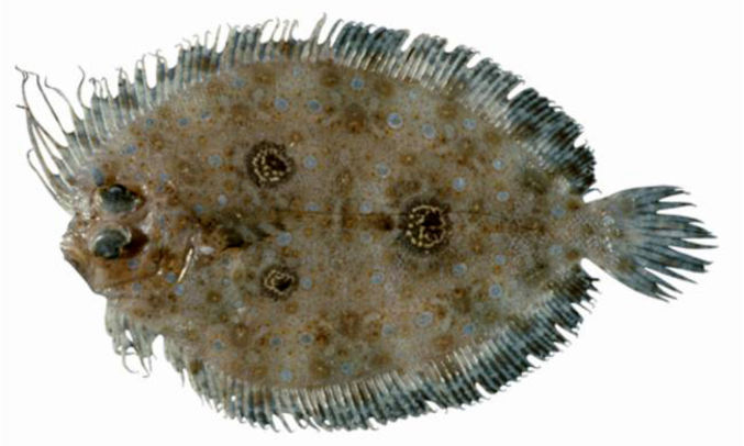 Threespot flounder - Tinphota chepta machh (তিন ফোটা চ্যাপ্টা মাছ) - Grammatobothus polyophthalmus - Type: Bonyfish