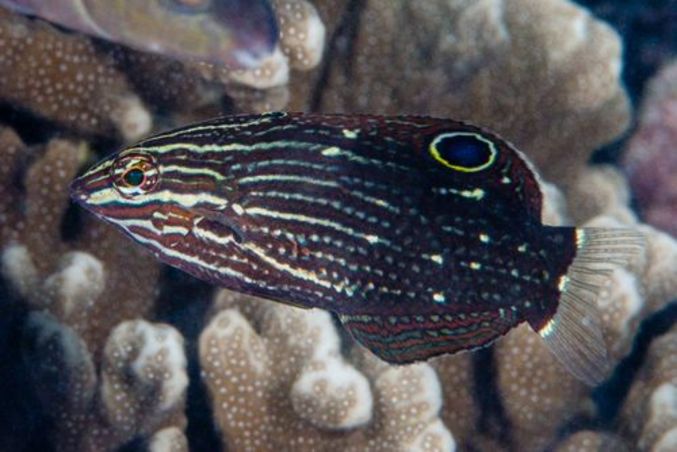 Dusky wrasse, Speckled Rainbow Fish - Shundori machh (সুন্দরী মাছ) - Halichoeres marginatus - Type: Bonyfish