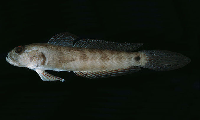 Frogface goby - ব্যাঙ মুখো বাইল্যা (Bayang mukho baila) - Oxyurichthys papuensis - Type: Bonyfish