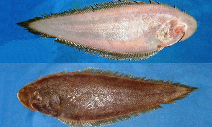 Double-lined tonguesole - Chirunimukh pata mach (চিরুনিমুখ পাতা মাছ), Dui rekha kukur jib (দুইরেখা কুকুর জিব) - Paraplagusia bilineata - Type: Bonyfish