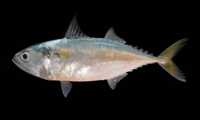 Short mackerel, Indian mackerel - Kauwa (কাউয়া), Maitta (মাইট্টা) - Rastrelliger brachysoma - Type: Bonyfish