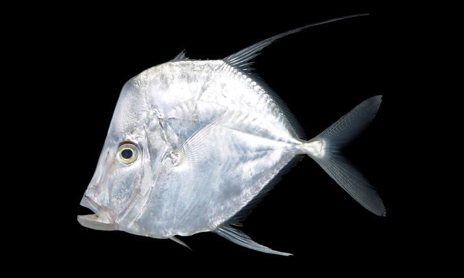 Lookdown - Notomukh moori (নতমুখ মোরী) - Selene vomer - Type: Bonyfish