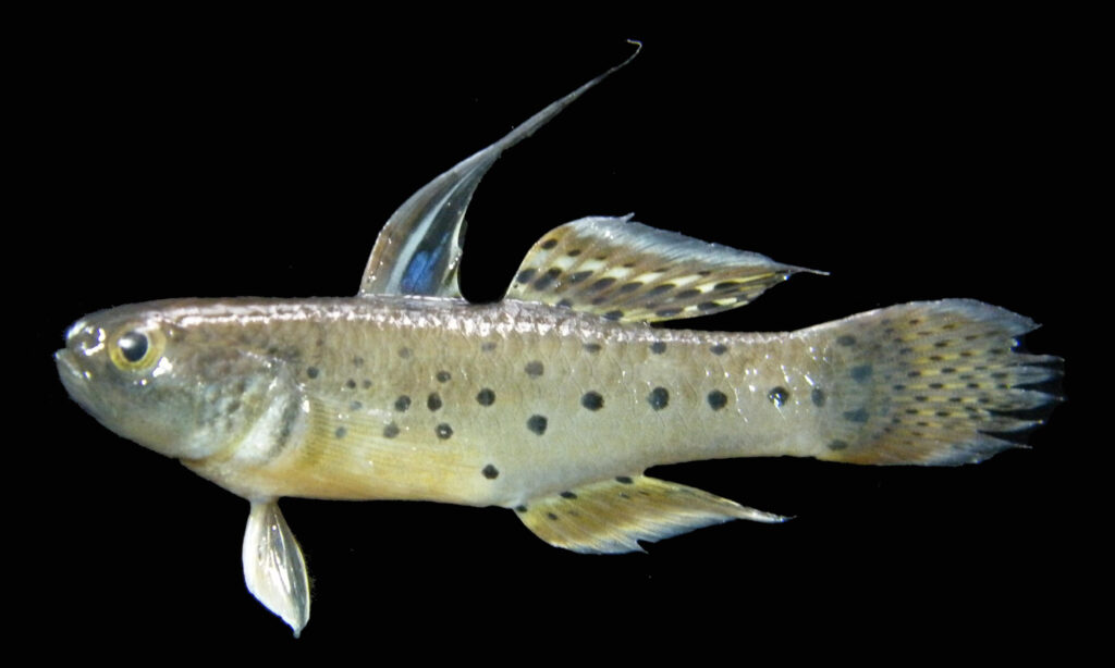 Knight Goby - Bailya (বাইল্যা), Potpoti baila (পটপটি বাইলা) - Stigmatogobius sadanundio - Type: Bonyfish