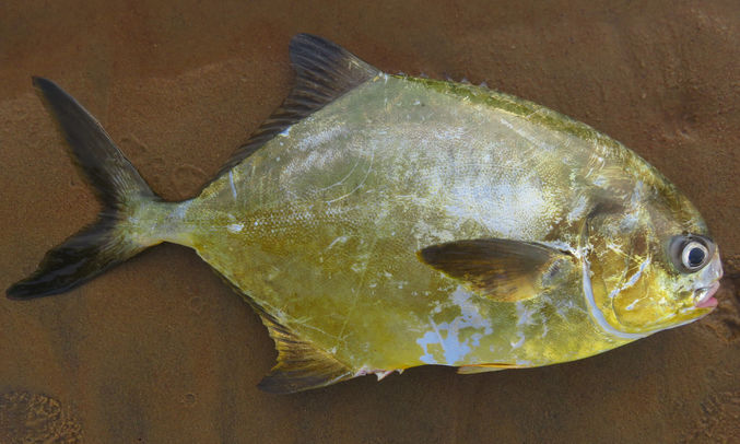 Shortfin pompano - Pompano mach (পম্পানো মাছ) - Trachinotus teraia - Type: Bonyfish