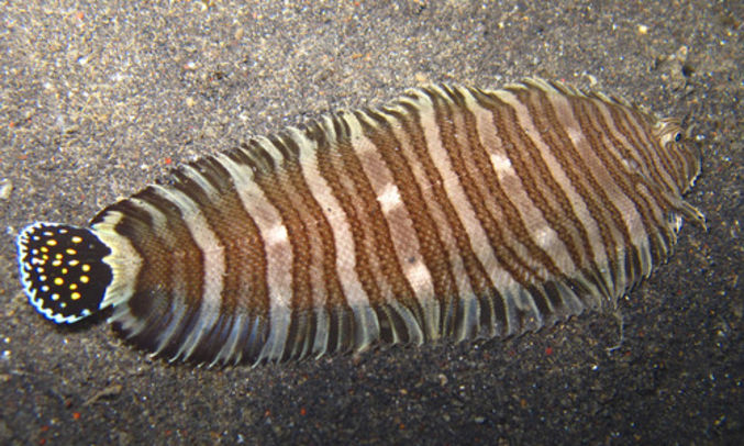 Zebra sole - Not known - Zebrias zebra - Type: Bonyfish