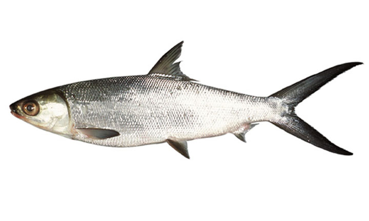 Milkfish - Milk fish ( মিল্ক ফিশ) - Chanos chanos - Type: Bonyfish