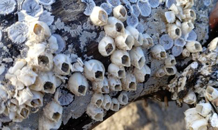 Bay barnacle - Not Known - Amphibalanus improvisus