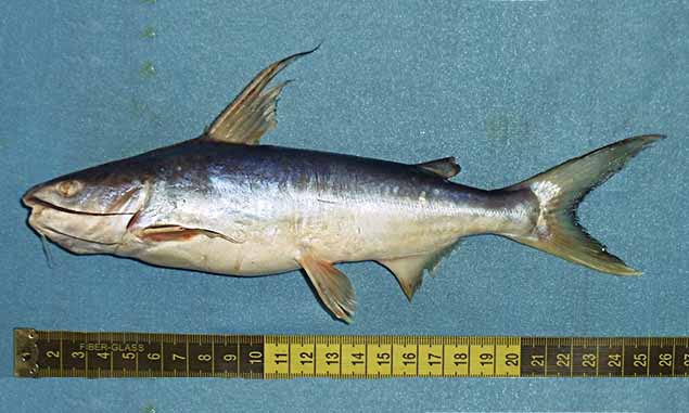 Threadfin sea catfish - Kata mach (কাটা মাছ), Gongra (গংরা), Guizza(গুইজ্জা), Suta kata mach(সুতা কাটা মাছ), Tangra (ট্যাংরা), Mothura (মথুরা), Kata (কাটা) - Arius arius - Type: Bonyfish