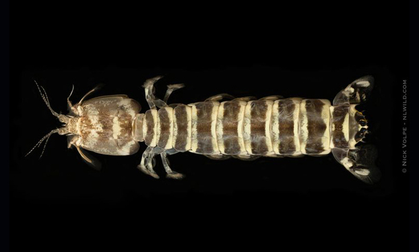 Mantis shrimp - Icha (ইচা) - Bigelowina phalangium - Type: Mantis_shrimp