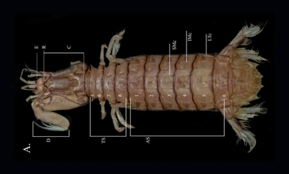 Mantis shrimp - Icha (ইচা) - Clorida latreillei - Type: Mantis_shrimp