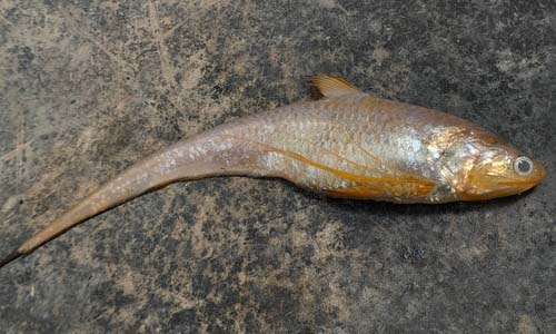 Neglected Grenadier Anchovy - Chobi Olua (ছবি অলুয়া), Olua (অলুয়া), Boiragi (বৈরাগী) - Coilia neglecta - Type: Bonyfish