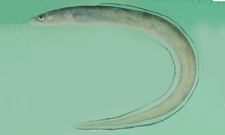 Longfin African conger - Kamila (কামিলা) - Conger cinereus - Type: Bonyfish
