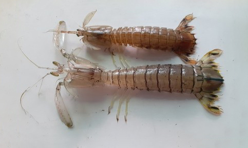Mantis shrimp - Icha (ইচা) - Harpiosquilla harpax - Type: Mantis_shrimp
