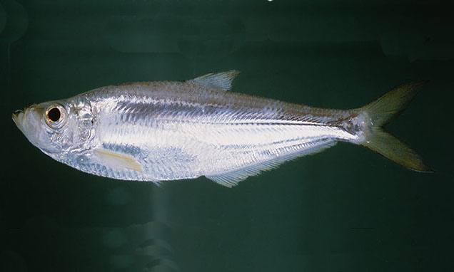 Elongate ilisha - Ramgasa (রামগাছা) - Ilisha elongata - Type: Bonyfish